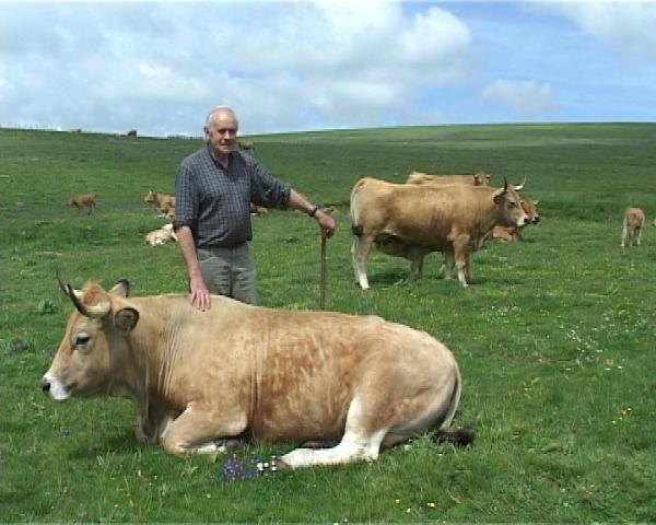 Image 3 - Photogramme de <em>Terroir, territoire, Aubrac : Je vais voir mes vaches</em> (2009) [Valadier à l’estive regarde ses vaches] : Le paysage est avec le troupeau, le troupeau est dans le paysage, le troupeau contribue à la mise en vue du paysage. L’approche socio-géographique audiovisuelle témoigne de cette cohabitation.