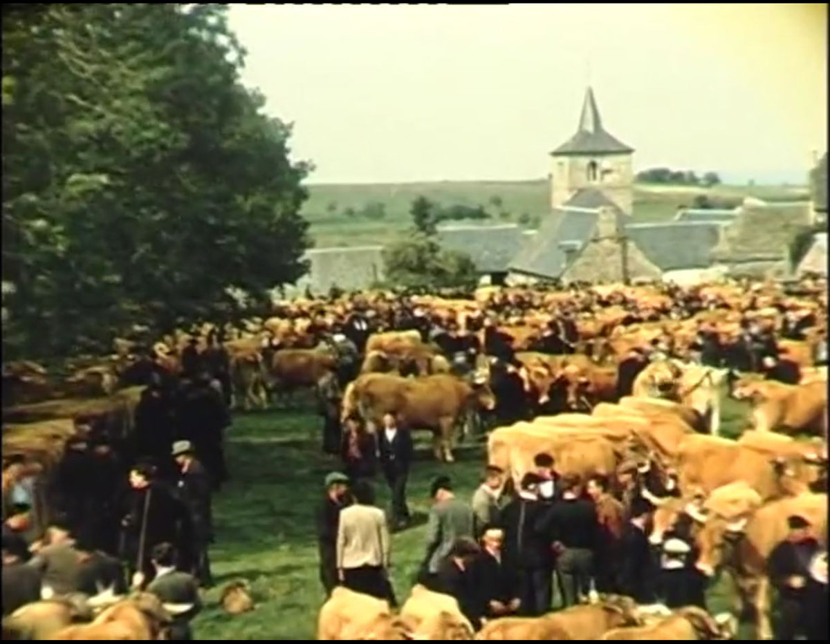 Vidéo 2 - <em>Terroir, territoire, Aubrac : <em>Je vais voir mes vaches</em></em>