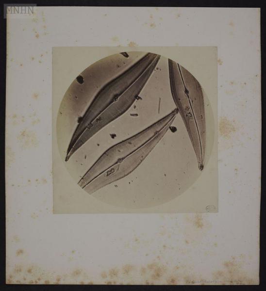 Image 5 - Auguste. Bertsch, « Navicules », photomicrographie, 1853-1857.