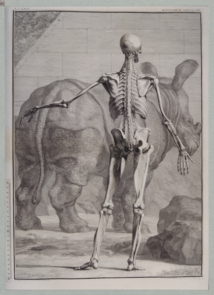Image 8 - Anatomie du corps entier, vue postérieure, eau-forte parue dans les <em>Tabulae sceleti et musculorum corporis humani</em> de Bernhard Siegfried Albinus (1747).