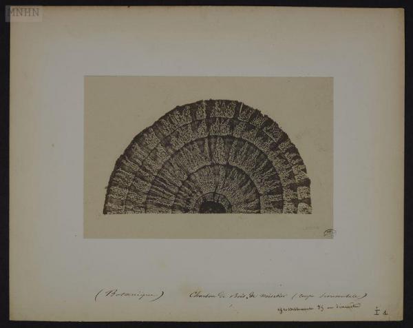 Image 10 - Auguste. Bertsch, <em>Charbon de bois de noisetier</em>, photomicrographie, 1853-1857.